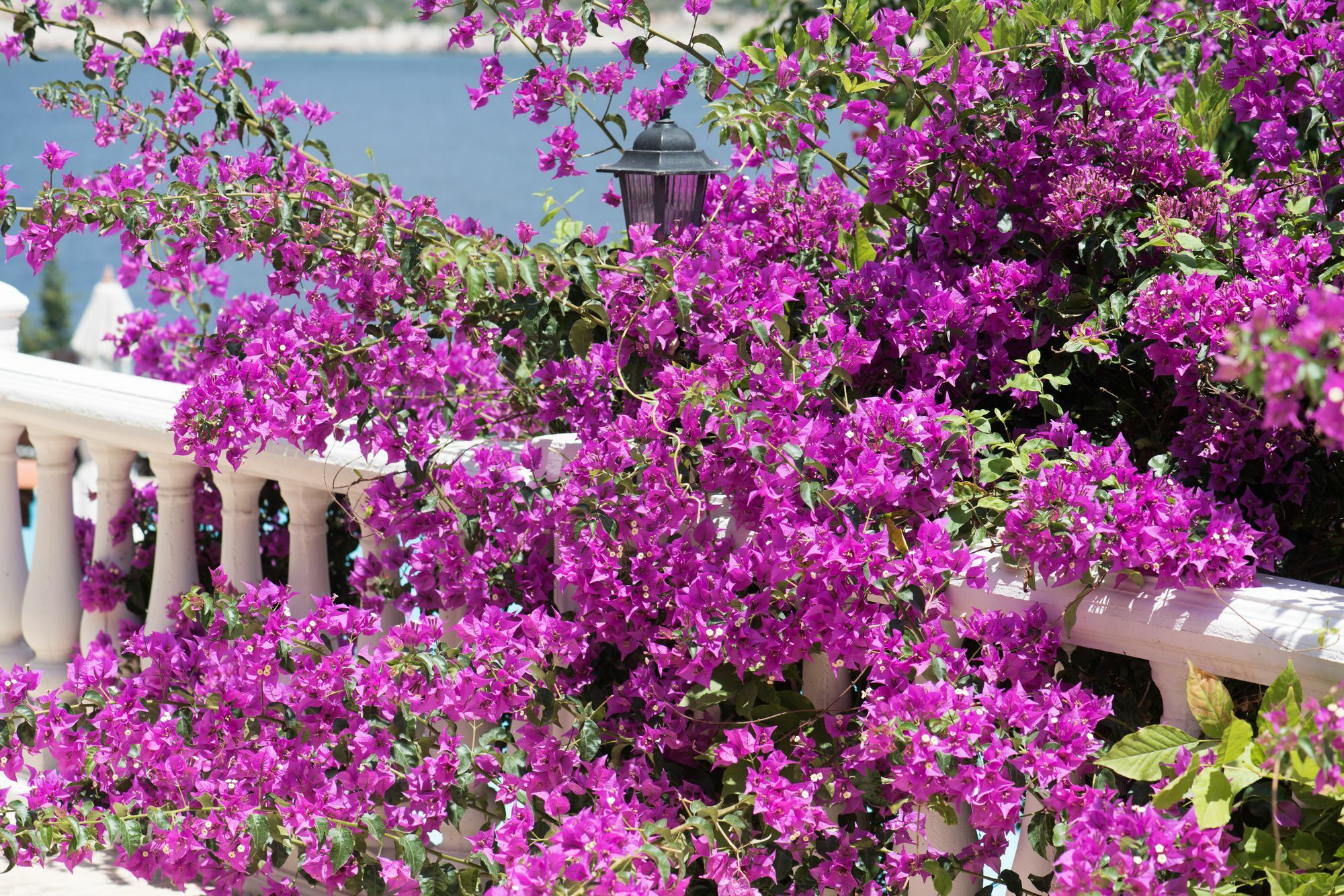 Club Hotel Barbarossa Kaş Eksteriør billede